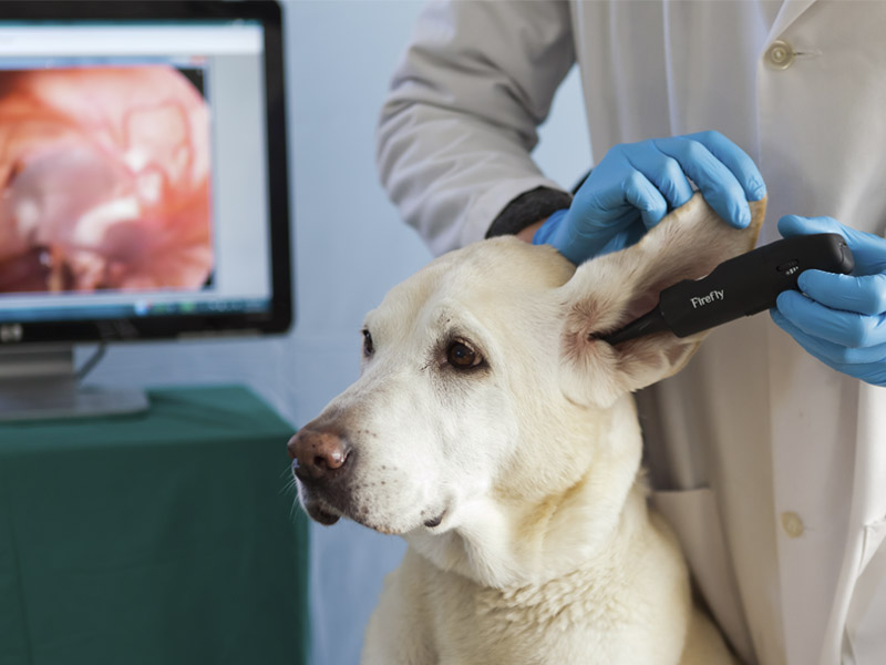 DE551 Wireless Veterinary Video Otoscope